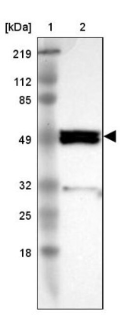 SH2D4A Antibody, Novus Biologicals:Antibodies:Primary Antibodies