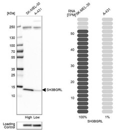 SH3BGRL Antibody, Novus Biologicals:Antibodies:Primary Antibodies