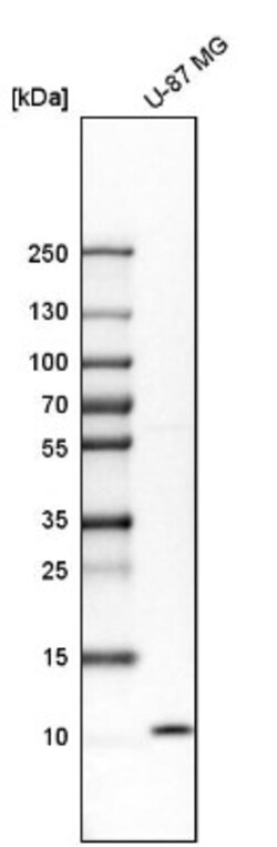 SH3BGRL3 Antibody, Novus Biologicals:Antibodies:Primary Antibodies
