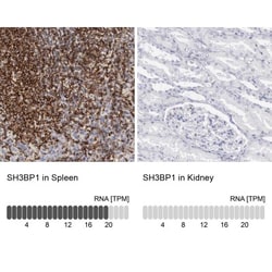 SH3BP1 Antibody, Novus Biologicals:Antibodies:Primary Antibodies