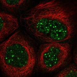 SH3BP5 Antibody, Novus Biologicals 25 &mu;L; Unlabeled:Antibodies, Polyclonal