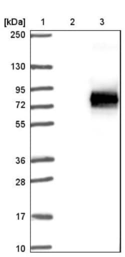 SH3BP5 Antibody, Novus Biologicals 25 &mu;L; Unlabeled:Antibodies, Polyclonal