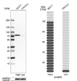 SH3BP5 Antibody, Novus Biologicals 25 &mu;L; Unlabeled:Antibodies, Polyclonal