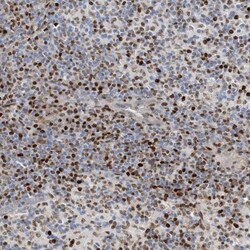 SH3D19 Antibody, Novus Biologicals 25 &mu;L; Unlabeled:Antibodies, Polyclonal