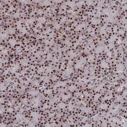 SH3D21 Antibody, Novus Biologicals 25 &mu;L, Unlabeled:Antibodies, Polyclonal