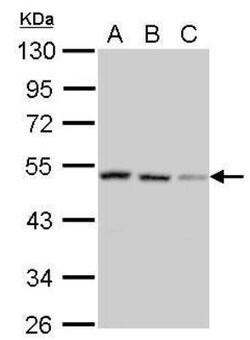 SH3GLB2 Antibody, Novus Biologicals 0.1mL; Unlabeled:Antibodies, Polyclonal