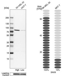 SH3PX1 Antibody, Novus Biologicals 0.1mL; Unlabeled:Antibodies, Polyclonal