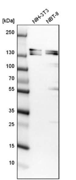 SH3PXD2A Antibody, Novus Biologicals 0.1mL; Unlabeled:Antibodies, Polyclonal