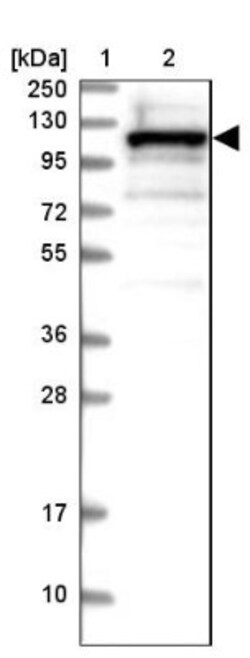 SH3PXD2B Antibody, Novus Biologicals:Antibodies:Primary Antibodies