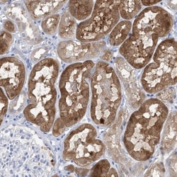 SH3YL1 Antibody, Novus Biologicals:Antibodies:Primary Antibodies