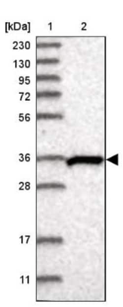 SH3YL1 Antibody, Novus Biologicals:Antibodies:Primary Antibodies