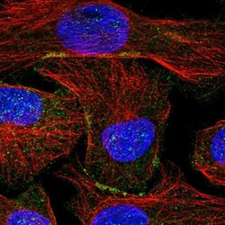TOM1 Antibody, Novus Biologicals:Antibodies:Primary Antibodies