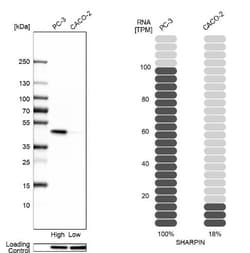 SHARPIN Antibody, Novus Biologicals 0.1mL; Unlabeled:Antibodies, Polyclonal