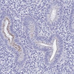 SHCBP1L Antibody, Novus Biologicals 0.1mL; Unlabeled:Antibodies, Polyclonal