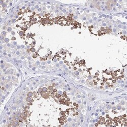 SHCBP1L Antibody, Novus Biologicals 0.1mL; Unlabeled:Antibodies, Polyclonal