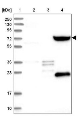 SHCBP1L Antibody, Novus Biologicals 0.1mL; Unlabeled:Antibodies, Polyclonal