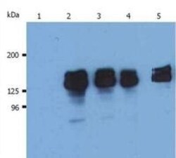 SHIP Antibody (SHIP-01) - BSA Free, Novus Biologicals 0.1mg; Unlabeled:Antibodies,