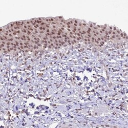 SHKBP1 Antibody, Novus Biologicals:Antibodies:Primary Antibodies