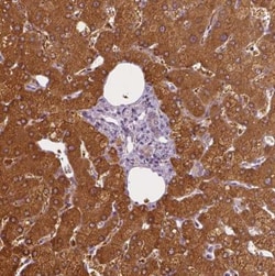 SHMT1 Antibody, Novus Biologicals 25 &mu;L; Unlabeled:Antibodies, Polyclonal