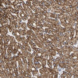 SHMT2 Antibody, Novus Biologicals 0.1mL; Unlabeled:Antibodies, Polyclonal