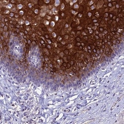 SHQ1 Antibody, Novus Biologicals 25 &mu;L | Buy Online | Novus Biologicals | Fisher Scientific