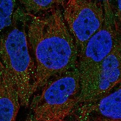 SHROOM1 Antibody, Novus Biologicals 0.1mL; Unlabeled:Antibodies, Polyclonal