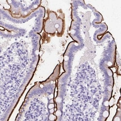 SI Sucrase-Isomaltase Antibody, Novus Biologicals 0.1mL; Unlabeled:Antibodies,
