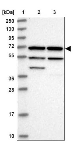 SIAE Antibody, Novus Biologicals:Antibodies:Primary Antibodies