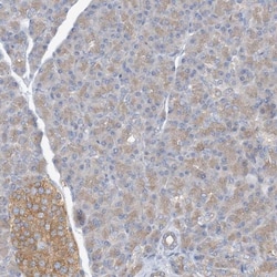 SIDT1 Antibody, Novus Biologicals 0.1mL; Unlabeled:Antibodies, Polyclonal