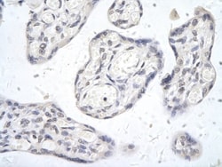 SIDT2 Antibody, Novus Biologicals 0.05mg; Unlabeled:Antibodies, Polyclonal