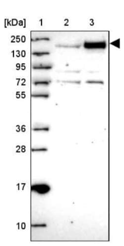 SIK3 Antibody, Novus Biologicals:Antibodies:Primary Antibodies