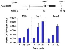 SIN3A Antibody, Novus Biologicals:Antibodies:Primary Antibodies