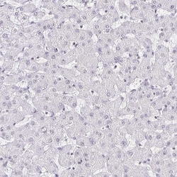 SIN3A Antibody, Novus Biologicals:Antibodies:Primary Antibodies