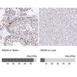 SIN3A Antibody, Novus Biologicals:Antibodies:Primary Antibodies