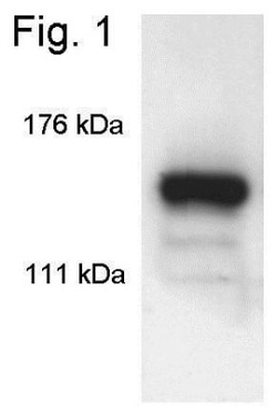 SIN3A Antibody, Novus Biologicals 100 &mu;g, Unconjugated:Antibodies, Polyclonal