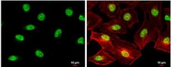 SIN3B Antibody, Novus Biologicals 0.1mL; Unlabeled:Antibodies, Polyclonal