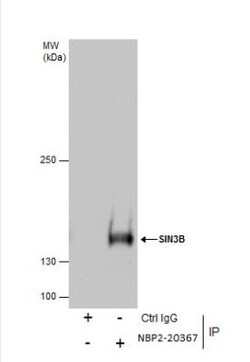 SIN3B Antibody, Novus Biologicals 0.1mL; Unlabeled:Antibodies, Polyclonal