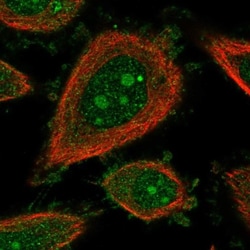 SIPA1 Antibody, Novus Biologicals 0.1mL; Unlabeled:Antibodies, Polyclonal