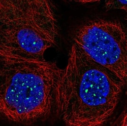 SIRPB2 Antibody, Novus Biologicals 0.1mL; Unlabeled:Antibodies, Polyclonal