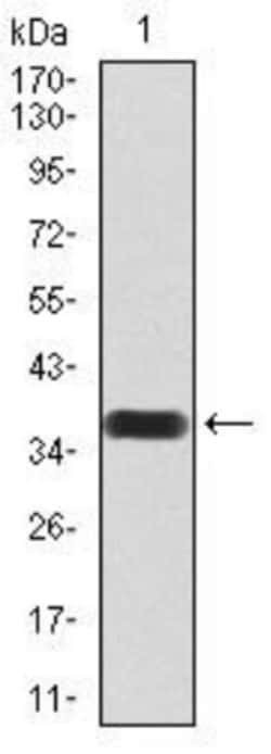 SIRT7 Antibody (1E2B2) - BSA Free, Novus Biologicals 0.1mg; Unlabeled:Antibodies,