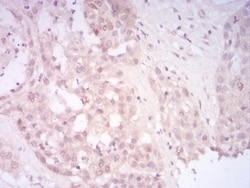 SIRT7 Antibody (1E2G10) - BSA Free, Novus Biologicals:Antibodies:Primary