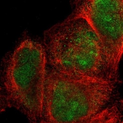SIX1 Antibody, Novus Biologicals 25 &mu;L; Unlabeled:Antibodies, Polyclonal