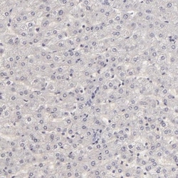 SIX1 Antibody, Novus Biologicals 25 &mu;L; Unlabeled:Antibodies, Polyclonal