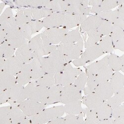 SIX1 Antibody, Novus Biologicals 25 &mu;L; Unlabeled:Antibodies, Polyclonal