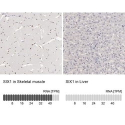 SIX1 Antibody, Novus Biologicals 25 &mu;L; Unlabeled:Antibodies, Polyclonal