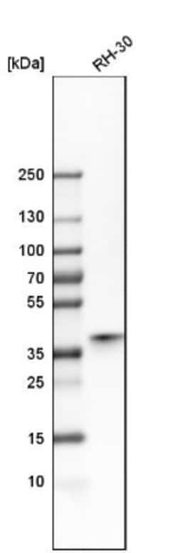 SIX1 Antibody, Novus Biologicals 25 &mu;L; Unlabeled:Antibodies, Polyclonal