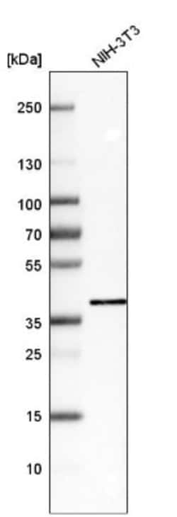 SIX1 Antibody, Novus Biologicals 25 &mu;L; Unlabeled:Antibodies, Polyclonal