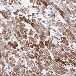 SKA2 Antibody, Novus Biologicals 25 &mu;L, Unlabeled:Antibodies, Polyclonal