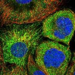 SKAP Antibody, Novus Biologicals:Antibodies:Primary Antibodies