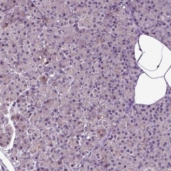 SKAP Antibody, Novus Biologicals:Antibodies:Primary Antibodies
